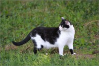 /album/felides/dsc-0030-jpg/