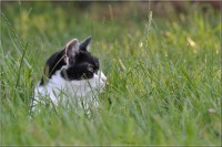 /album/felides/dsc-0058-jpg/