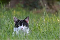 /album/felides/dsc-0059-jpg/