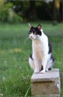 /album/felides/dsc-0083-jpg/