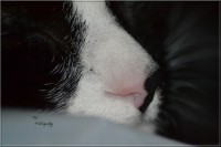 /album/felides/dsc-0165-jpg/