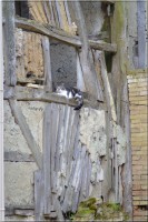 /album/felides/dsc-0018-jpg/