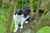 /album/felides/dsc-0132-jpg/