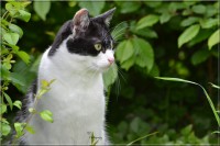 /album/felides/dsc-0141-jpg/