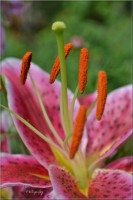 /album/flores/dsc-0075-jpg/