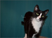 /album/felides/dsc-0053-jpg/